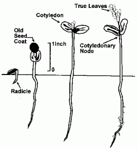 mesquite ecology developmental seedling adapted stages 1974
