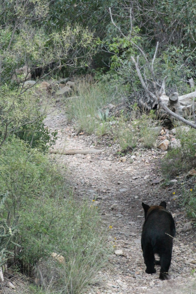 Black Bears of Texas Texas Natural Resources Server